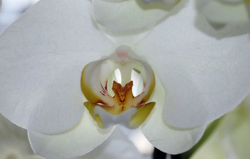 Orchidee von Clicksby JB