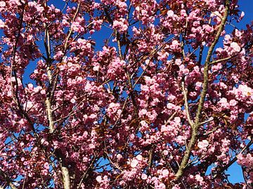 Sierkers by Marjan van der Meij