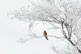 torenvalk in berijpte boom van Contrast inBeeld