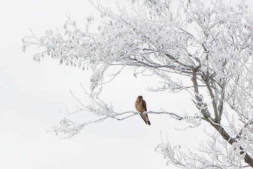 torenvalk in berijpte boom