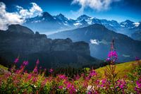 ZOMER ALPEN