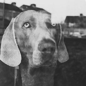 Weimaraner by Lisa McCague