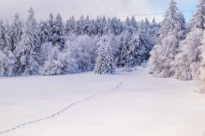 Langlaufrunde bei bestem Kaiserwetter im verschneiten Thüringer Wald bei Floh-Seligenthal - Thüringen - Deutschland von Oliver Hlavaty