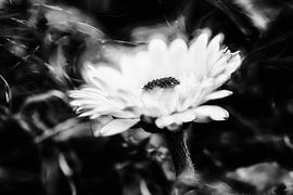 Daisies surrounded by magic by Nicc Koch