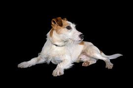 Un Jack Russell Terrier sur Roland Brack