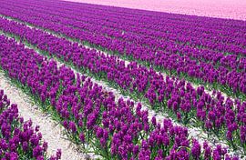 Lila und rosa Hyazinthen von Maurice de vries