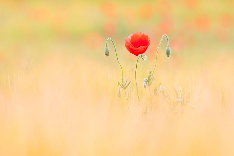 delicate poppy blossom by Daniela Beyer