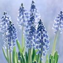 Grape hyacinths by Violetta Honkisz thumbnail