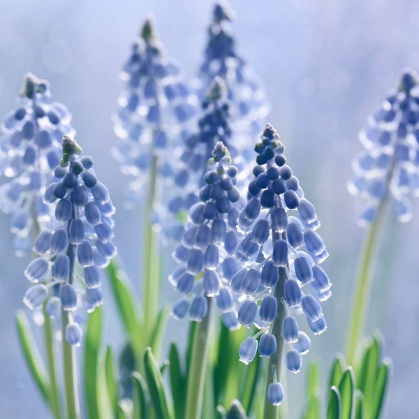 Grape hyacinths by Violetta Honkisz