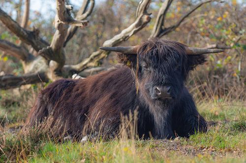 Schotse Hooglanders