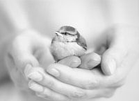 weinig vogel