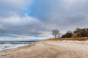 Buhnen an der Küste der Ostsee in Ahrenshoop auf dem Fischland-