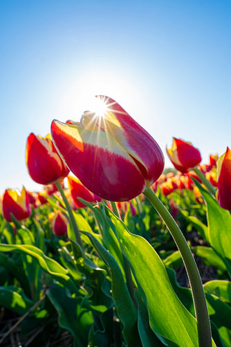Zonnester door een rood-witte tulp