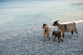 Goats on a beach in the Cyclades