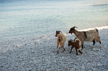 Geiten op strand Cycladen