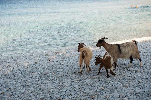 Geiten op strand Cycladen