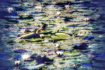 Waterlily fairytale by Shirley Douwstra