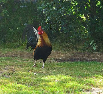 un coq sur la route sur joyce kool