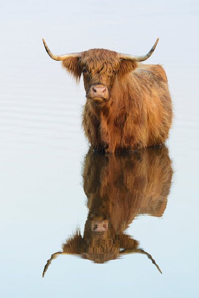 Highland cattle by Ralph Hamberg