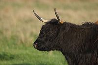 Stier met horens