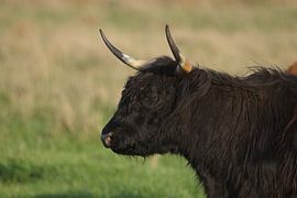 Bull with horns by Mark Koolen