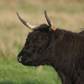 Stier met horens van Mark Koolen