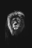 Lion in Black and White