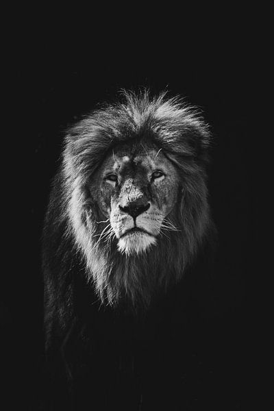 Lion en noir et blanc par Niels Eric Fotografie
