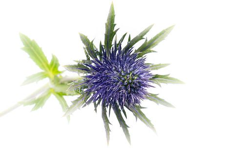 Distel