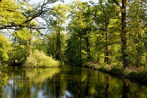 Wald mit Spiegelung im Wasser