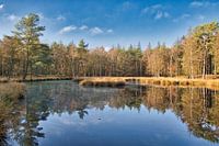 Reflection in the forest