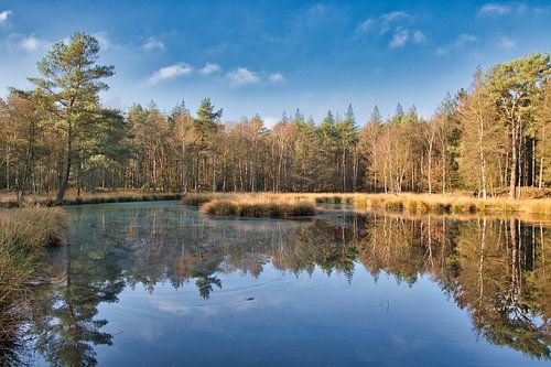 Spiegeling in het bos