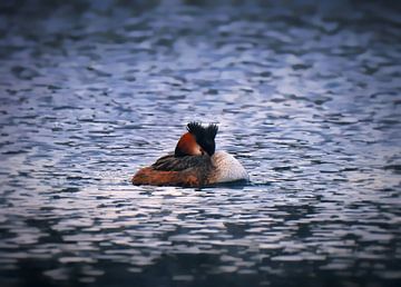 Der Haubentaucher auf dem See von Maickel Dedeken