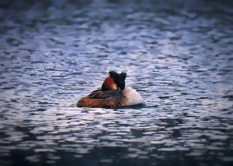 The grebe on the lake by Maickel Dedeken