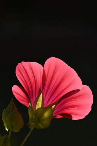 Veldbloem in tegenlicht