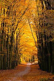 Automne sur Planken Wambuis Ede Pays-Bas sur Ton Bosman