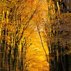 Herfst op Planken Wambuis Ede Nederland van Ton Bosman