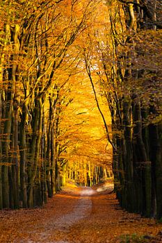 Automne sur Planken Wambuis Ede Pays-Bas