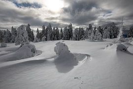 Black Forest Lapland by Renato Joller