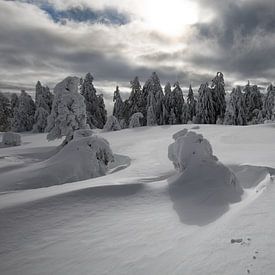 Schwarzwald Lappland von Renato Joller