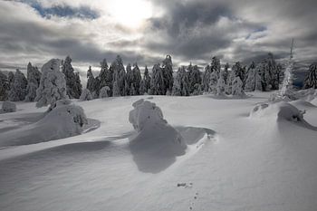 Black Forest Lapland