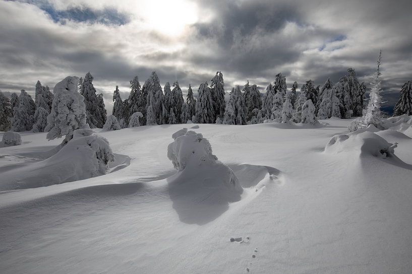 Forêt Noire Laponie par Renato Joller