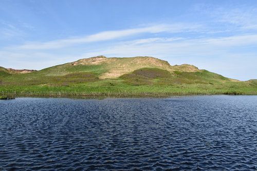 De parkvijver in de zomer