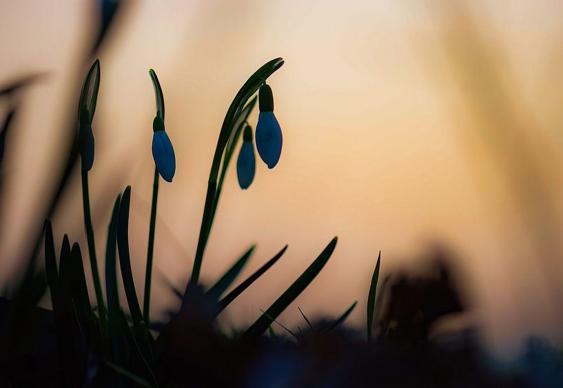 bloemen part 53 van Tania Perneel