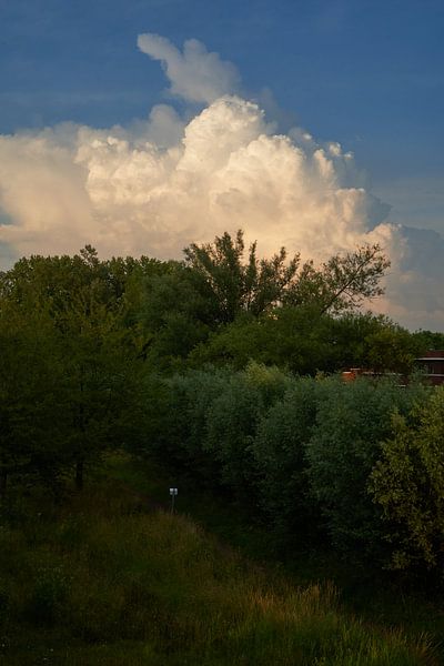 Nature image in the city of The Hague by Martijn Stoppels
