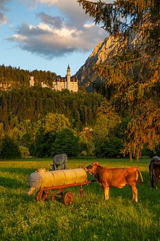 Kasteel Neuschwanstein in het avondlicht in Schwangau / Beieren / Duitsland
