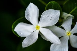 Zwei weiße Blüten, die von frischem Tau durchzogen sind