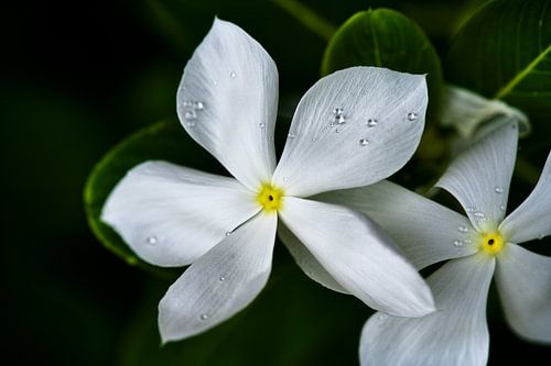Twee witte bloemen gepareld met verse dauw