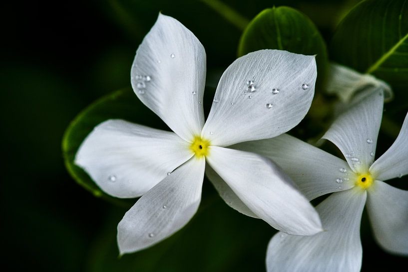 Two white flowers pearled with fresh dew by Frank Photos