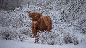 Schottischer Highlander im Schnee